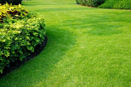 How to Keep Your Greenville Lawn Healthy During Summer Heat
