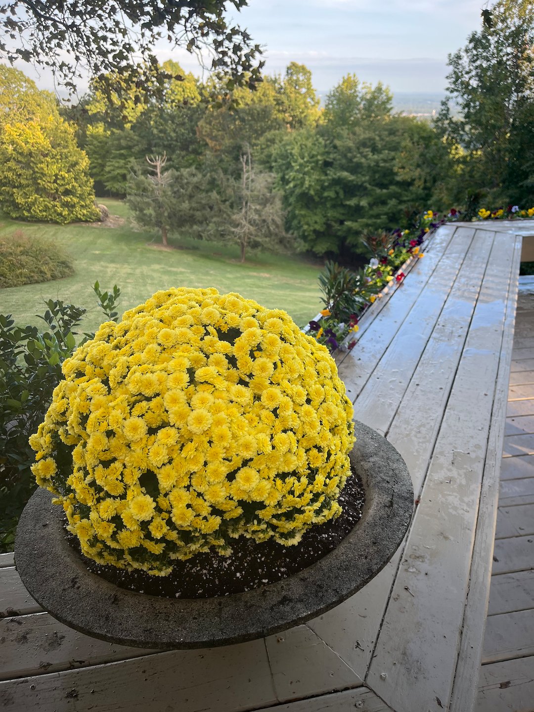 Beautiful plant installation in Greenville, SC