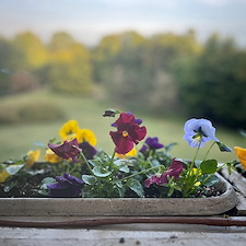 Beautiful-plant-installation-in-Greenville-SC 1