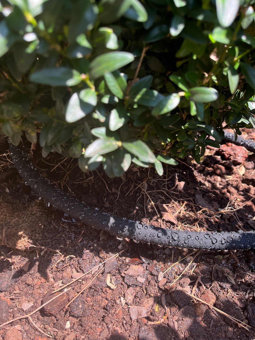 Plant Installation Project in Greenville, SC