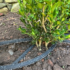 Plant-Installation-Project-in-Greenville-SC 2