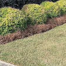 Prestine-Pine-Needle-Installation-in-Taylors-SC 2